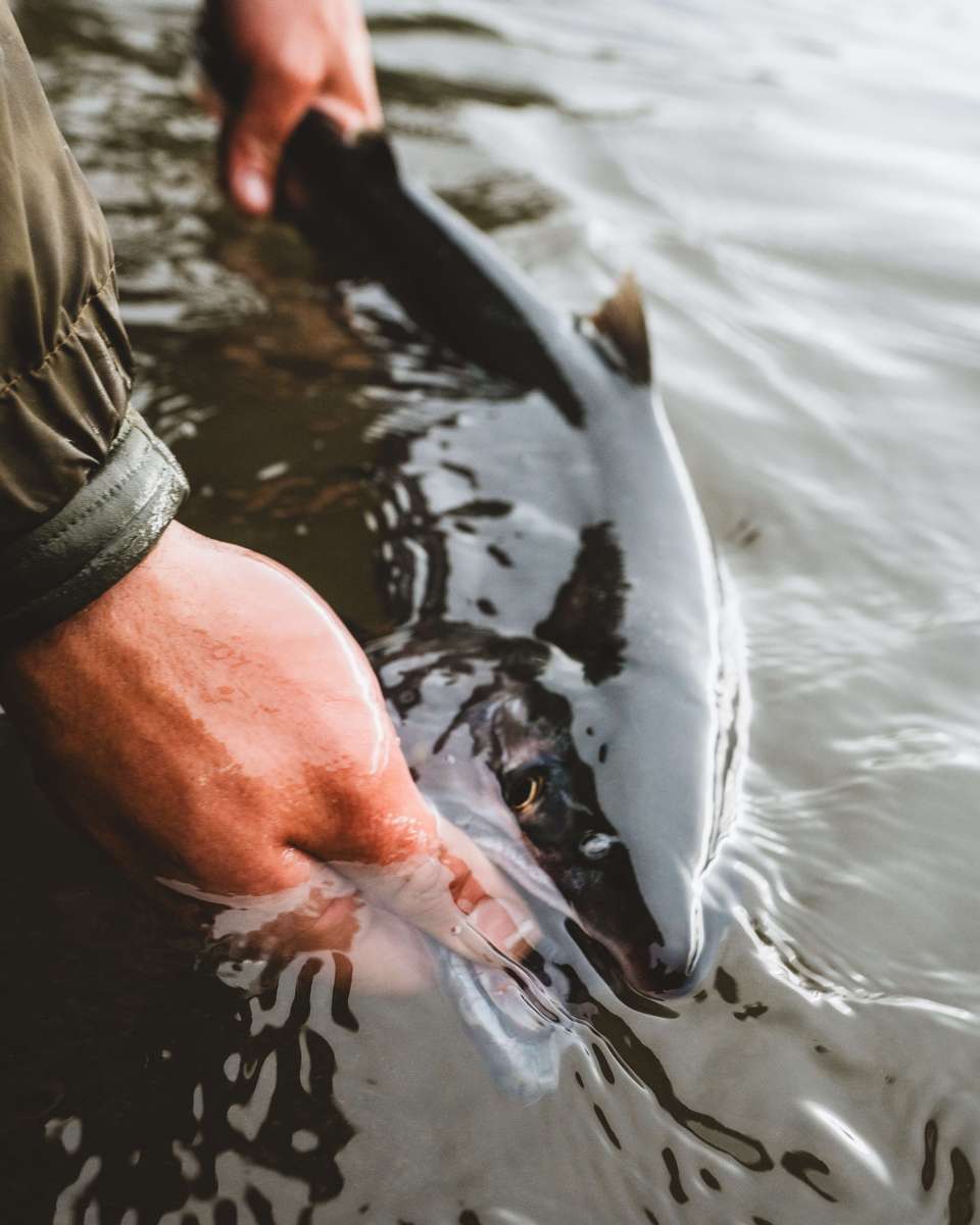Fishing the Sockeye Salmon Run