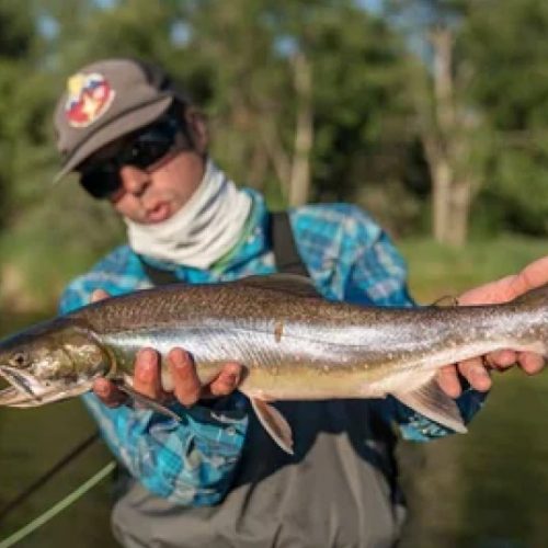 ARCTIC CHAR2